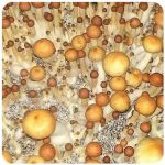 Псилоцибиновые (галлюциногенные)  грибы Psilocybin "Golden Teacher" в Высоцке