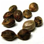 Семена марихуаны АК-47  (Seeds AK-47) в Высоцке